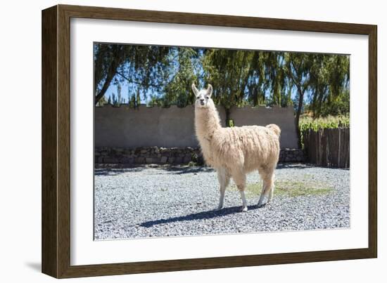 Llama in Purmamarca, Jujuy, Argentina.-Anibal Trejo-Framed Photographic Print