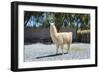 Llama in Purmamarca, Jujuy, Argentina.-Anibal Trejo-Framed Photographic Print