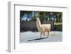 Llama in Purmamarca, Jujuy, Argentina.-Anibal Trejo-Framed Photographic Print