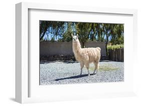 Llama in Purmamarca, Jujuy, Argentina.-Anibal Trejo-Framed Photographic Print