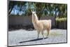 Llama in Purmamarca, Jujuy, Argentina.-Anibal Trejo-Mounted Photographic Print