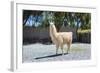 Llama in Purmamarca, Jujuy, Argentina.-Anibal Trejo-Framed Photographic Print