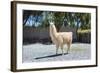 Llama in Purmamarca, Jujuy, Argentina.-Anibal Trejo-Framed Photographic Print