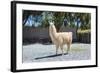 Llama in Purmamarca, Jujuy, Argentina.-Anibal Trejo-Framed Photographic Print