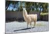 Llama in Purmamarca, Jujuy, Argentina.-Anibal Trejo-Mounted Photographic Print