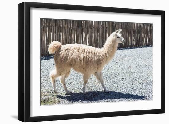 Llama in Purmamarca, Jujuy, Argentina.-Anibal Trejo-Framed Photographic Print