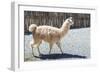 Llama in Purmamarca, Jujuy, Argentina.-Anibal Trejo-Framed Photographic Print