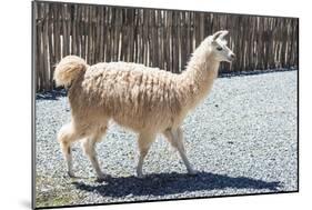 Llama in Purmamarca, Jujuy, Argentina.-Anibal Trejo-Mounted Photographic Print