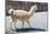 Llama in Purmamarca, Jujuy, Argentina.-Anibal Trejo-Mounted Photographic Print