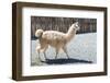 Llama in Purmamarca, Jujuy, Argentina.-Anibal Trejo-Framed Photographic Print