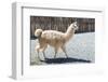 Llama in Purmamarca, Jujuy, Argentina.-Anibal Trejo-Framed Photographic Print