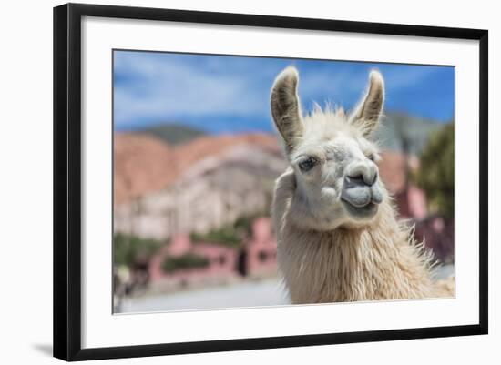 Llama in Purmamarca, Jujuy, Argentina.-Anibal Trejo-Framed Photographic Print