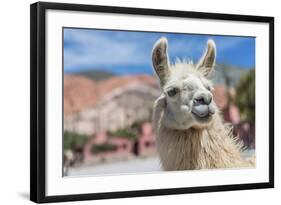 Llama in Purmamarca, Jujuy, Argentina.-Anibal Trejo-Framed Photographic Print