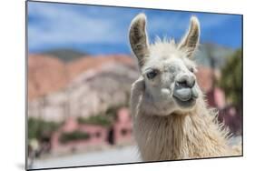 Llama in Purmamarca, Jujuy, Argentina.-Anibal Trejo-Mounted Photographic Print