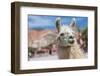 Llama in Purmamarca, Jujuy, Argentina.-Anibal Trejo-Framed Photographic Print