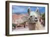 Llama in Purmamarca, Jujuy, Argentina.-Anibal Trejo-Framed Photographic Print