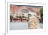 Llama in Purmamarca, Jujuy, Argentina.-Anibal Trejo-Framed Photographic Print