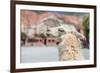 Llama in Purmamarca, Jujuy, Argentina.-Anibal Trejo-Framed Photographic Print