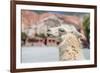 Llama in Purmamarca, Jujuy, Argentina.-Anibal Trejo-Framed Photographic Print