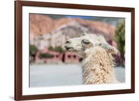 Llama in Purmamarca, Jujuy, Argentina.-Anibal Trejo-Framed Photographic Print