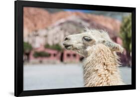 Llama in Purmamarca, Jujuy, Argentina.-Anibal Trejo-Framed Photographic Print