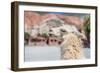 Llama in Purmamarca, Jujuy, Argentina.-Anibal Trejo-Framed Photographic Print