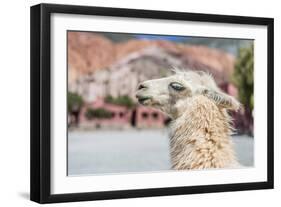 Llama in Purmamarca, Jujuy, Argentina.-Anibal Trejo-Framed Photographic Print