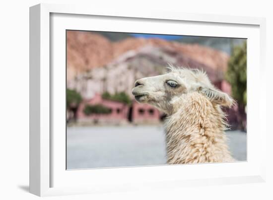 Llama in Purmamarca, Jujuy, Argentina.-Anibal Trejo-Framed Photographic Print