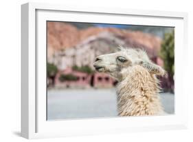 Llama in Purmamarca, Jujuy, Argentina.-Anibal Trejo-Framed Photographic Print