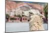 Llama in Purmamarca, Jujuy, Argentina.-Anibal Trejo-Mounted Photographic Print