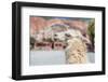 Llama in Purmamarca, Jujuy, Argentina.-Anibal Trejo-Framed Photographic Print