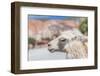 Llama in Purmamarca, Jujuy, Argentina.-Anibal Trejo-Framed Photographic Print