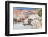 Llama in Purmamarca, Jujuy, Argentina.-Anibal Trejo-Framed Photographic Print