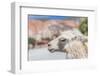 Llama in Purmamarca, Jujuy, Argentina.-Anibal Trejo-Framed Photographic Print