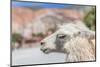 Llama in Purmamarca, Jujuy, Argentina.-Anibal Trejo-Mounted Photographic Print