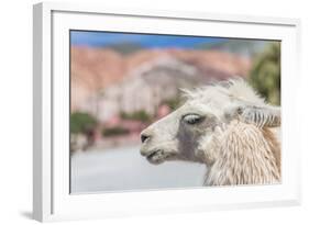 Llama in Purmamarca, Jujuy, Argentina.-Anibal Trejo-Framed Photographic Print