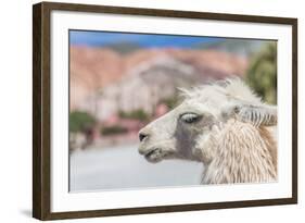 Llama in Purmamarca, Jujuy, Argentina.-Anibal Trejo-Framed Photographic Print