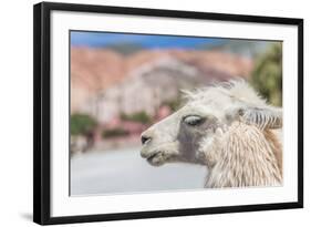 Llama in Purmamarca, Jujuy, Argentina.-Anibal Trejo-Framed Photographic Print