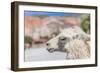 Llama in Purmamarca, Jujuy, Argentina.-Anibal Trejo-Framed Photographic Print