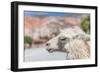 Llama in Purmamarca, Jujuy, Argentina.-Anibal Trejo-Framed Photographic Print