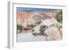 Llama in Purmamarca, Jujuy, Argentina.-Anibal Trejo-Framed Photographic Print