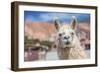 Llama in Purmamarca, Jujuy, Argentina.-Anibal Trejo-Framed Photographic Print