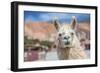 Llama in Purmamarca, Jujuy, Argentina.-Anibal Trejo-Framed Photographic Print