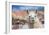 Llama in Purmamarca, Jujuy, Argentina.-Anibal Trejo-Framed Photographic Print