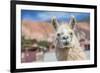 Llama in Purmamarca, Jujuy, Argentina.-Anibal Trejo-Framed Photographic Print