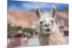 Llama in Purmamarca, Jujuy, Argentina.-Anibal Trejo-Mounted Photographic Print