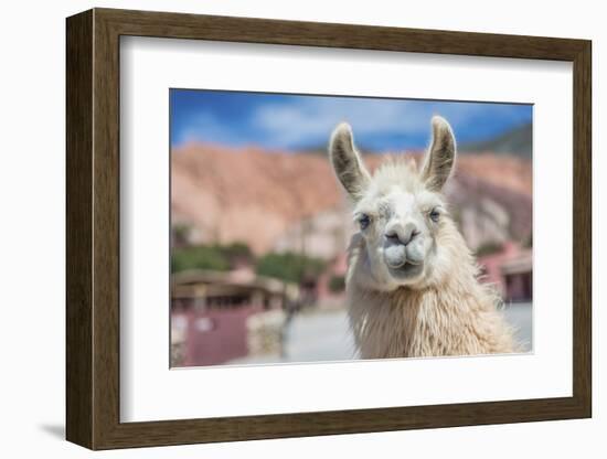 Llama in Purmamarca, Jujuy, Argentina.-Anibal Trejo-Framed Photographic Print