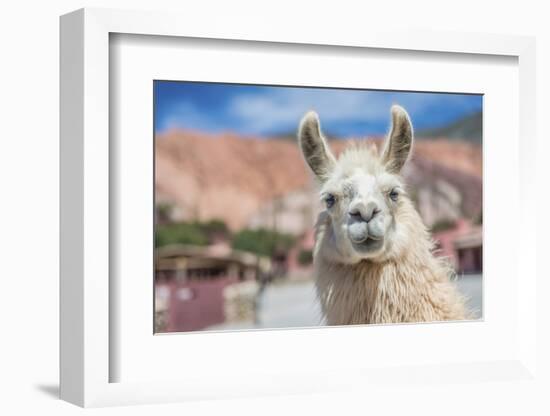 Llama in Purmamarca, Jujuy, Argentina.-Anibal Trejo-Framed Photographic Print