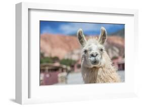 Llama in Purmamarca, Jujuy, Argentina.-Anibal Trejo-Framed Photographic Print