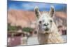 Llama in Purmamarca, Jujuy, Argentina.-Anibal Trejo-Mounted Photographic Print